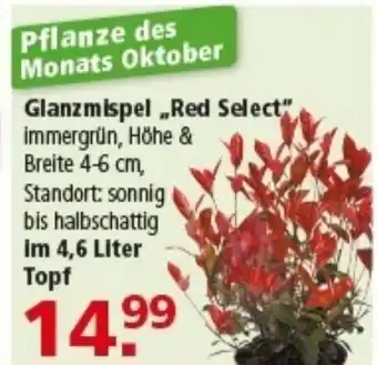 Multi Markt Glanzmispel „Red Select" Angebot