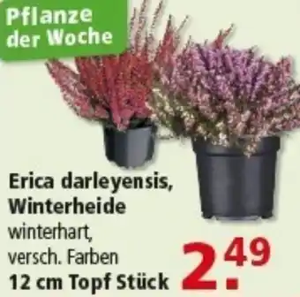 Multi Markt Erica darleyensis, Winterheide Angebot