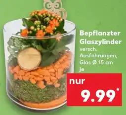 Kaufland Bepflanzter Glaszylinder Angebot