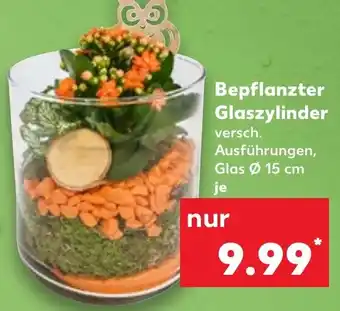 Kaufland Bepflanzter Glaszylinder Angebot