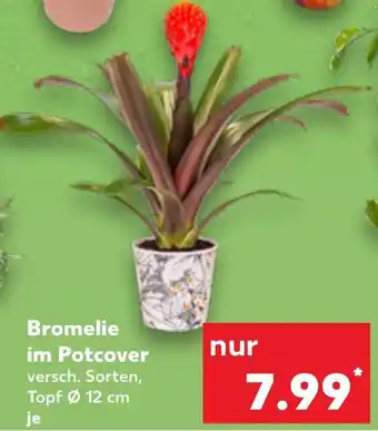 Kaufland Bromelie im Potcover Angebot
