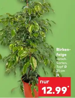 Kaufland Birken- feige Angebot
