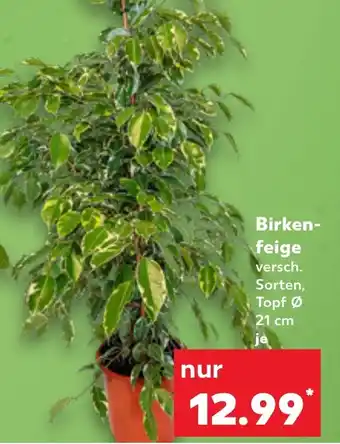 Kaufland Birken- feige Angebot