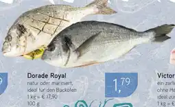 Dornseifer Dorade Royal Angebot