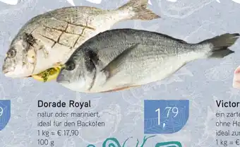 Dornseifer Dorade Royal Angebot