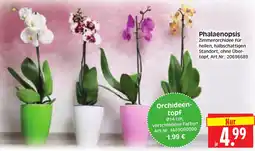 Herkules Baumarkt Phalaenopsis Angebot