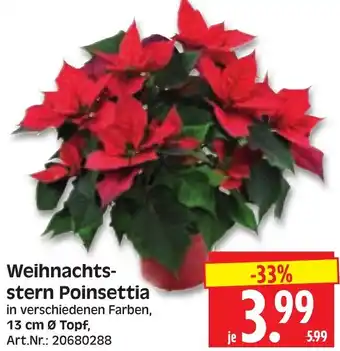Herkules Baumarkt Weihnachtsstern Poinsettia Angebot