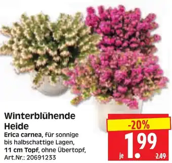 Herkules Baumarkt Winterblühende Heide Angebot