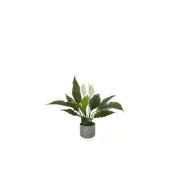 Netto Marken-Discount hjh OFFICE Kunstpflanze Spathiphyllum 1 Kunststoff Angebot