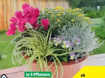 Hagebau Bepflanzte Herbstschale Angebot