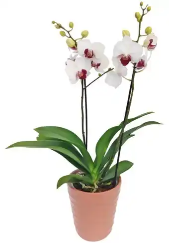 Kaufland Orchidee Angebot