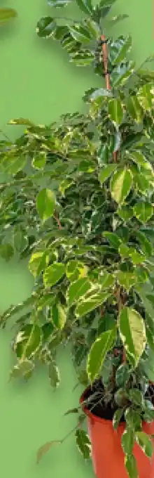 Kaufland Birkenfeige Angebot