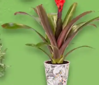 Kaufland Bromelie Angebot