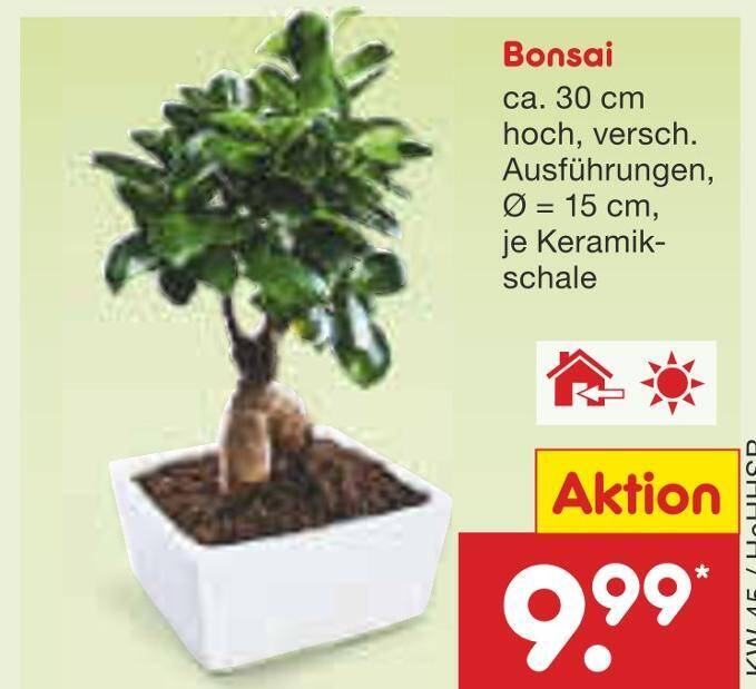 Bonsai Angebot bei Netto Marken-Discount