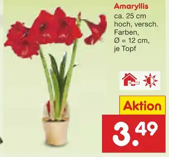 Netto Marken-Discount Amaryllis Angebot