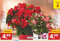 Netto Marken-Discount Weihnachtsstern busch Angebot