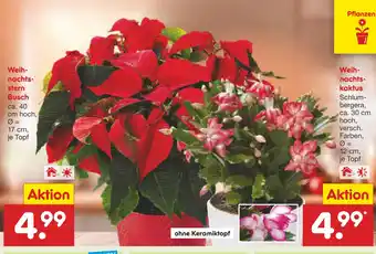 Netto Marken-Discount Weihnachtsstern busch Angebot
