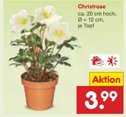 Netto Marken-Discount Christrose Angebot