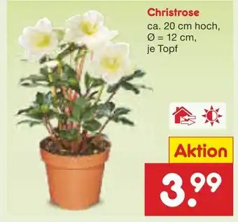 Netto Marken-Discount Christrose Angebot