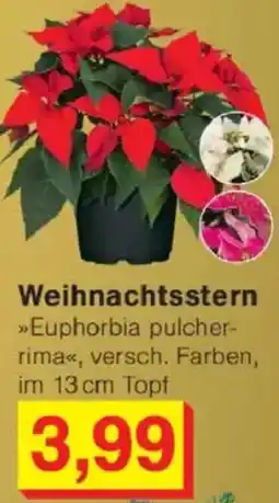 Jawoll Weihnachtsstern Angebot