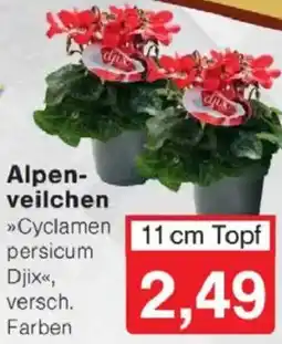 Jawoll Alpenveilchen Angebot