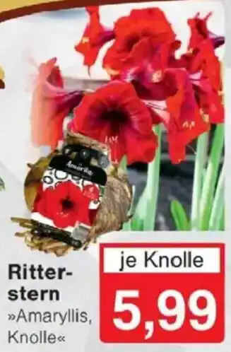 Jawoll Ritterstern Angebot