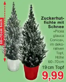 Jawoll Zuckerhutfichte mit Schnee Angebot