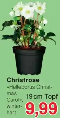 Jawoll Christrose Angebot