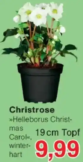 Jawoll Christrose Angebot