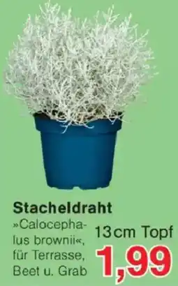 Jawoll Stacheldraht Angebot