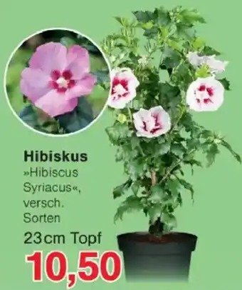 Jawoll Hibiskus Angebot