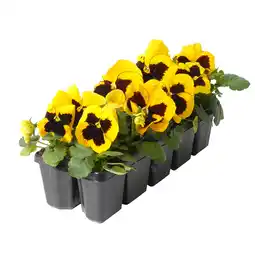 toom Baumarkt toom Stiefmütterchen Farbmix 10er-Tray Angebot