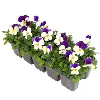 toom Baumarkt toom Hornveilchen Farbmix 10er-Tray Angebot