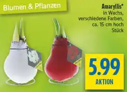 diska Amaryllis Angebot