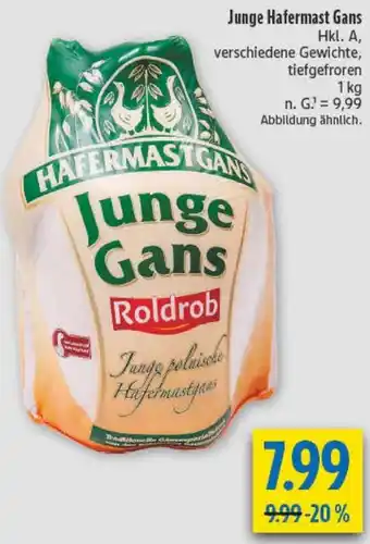 diska Junge Hafermast Gans Angebot
