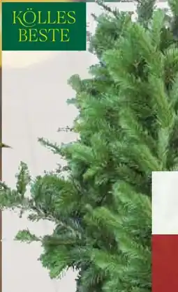 Pflanzen Kölle Kölle's Beste Nordmanntannen Großbund Angebot
