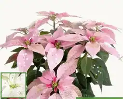 Pflanzen Kölle Weihnachtsstern Angebot