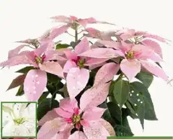 Pflanzen Kölle Weihnachtsstern Angebot