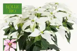 Pflanzen Kölle Kölle's Bio Weihnachtsstern-Busch Angebot