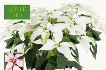 Pflanzen Kölle Kölle's Bio Weihnachtsstern-Busch Angebot