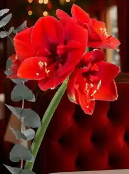 Pflanzen Kölle Schnittamaryllis Angebot