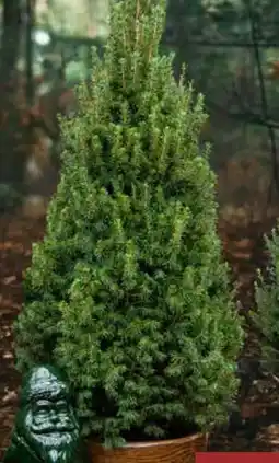 Pflanzen Kölle Kölle Zuckerhutfichte Angebot