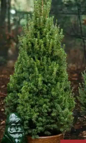 Pflanzen Kölle Kölle Zuckerhutfichte Angebot