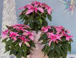 Pflanzen Kölle Kölle's Bio Bio-Weihnachtsstern Angebot