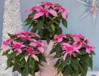 Pflanzen Kölle Kölle's Bio Bio-Weihnachtsstern Angebot