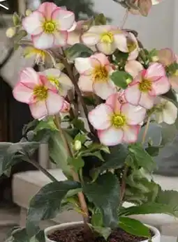 Pflanzen Kölle Christrose Angebot