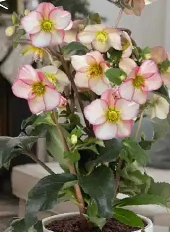 Pflanzen Kölle Christrose Angebot