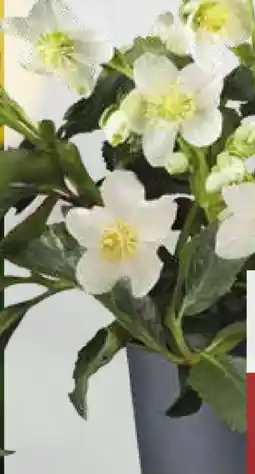 Pflanzen Kölle Christrose Christmas Carol Angebot