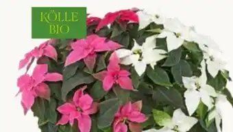 Pflanzen Kölle Kölle's Bio Trio-Weihnachtsstern-Busch Princettia Angebot