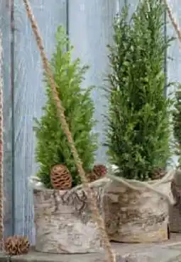 Pflanzen Kölle Mini-Konifere Angebot